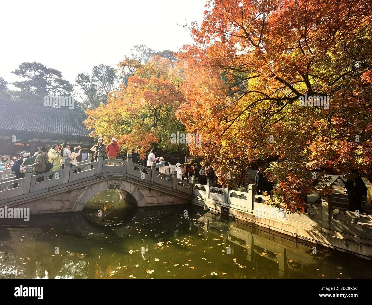 Maple leaves turn red at Xiangshan Park in Beijing, China, 28 October ...