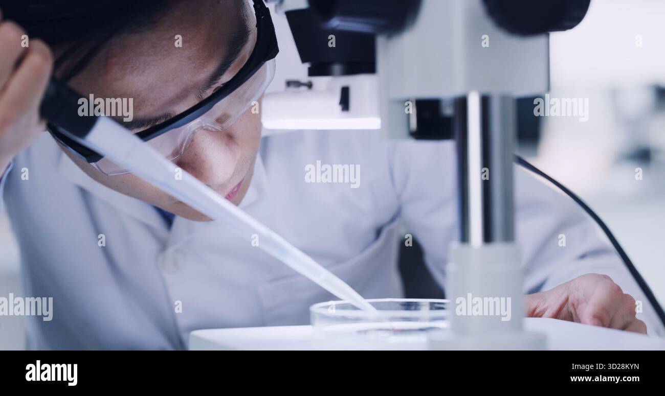 Microscope, petri dish and pipette with scientist in laboratory for ...