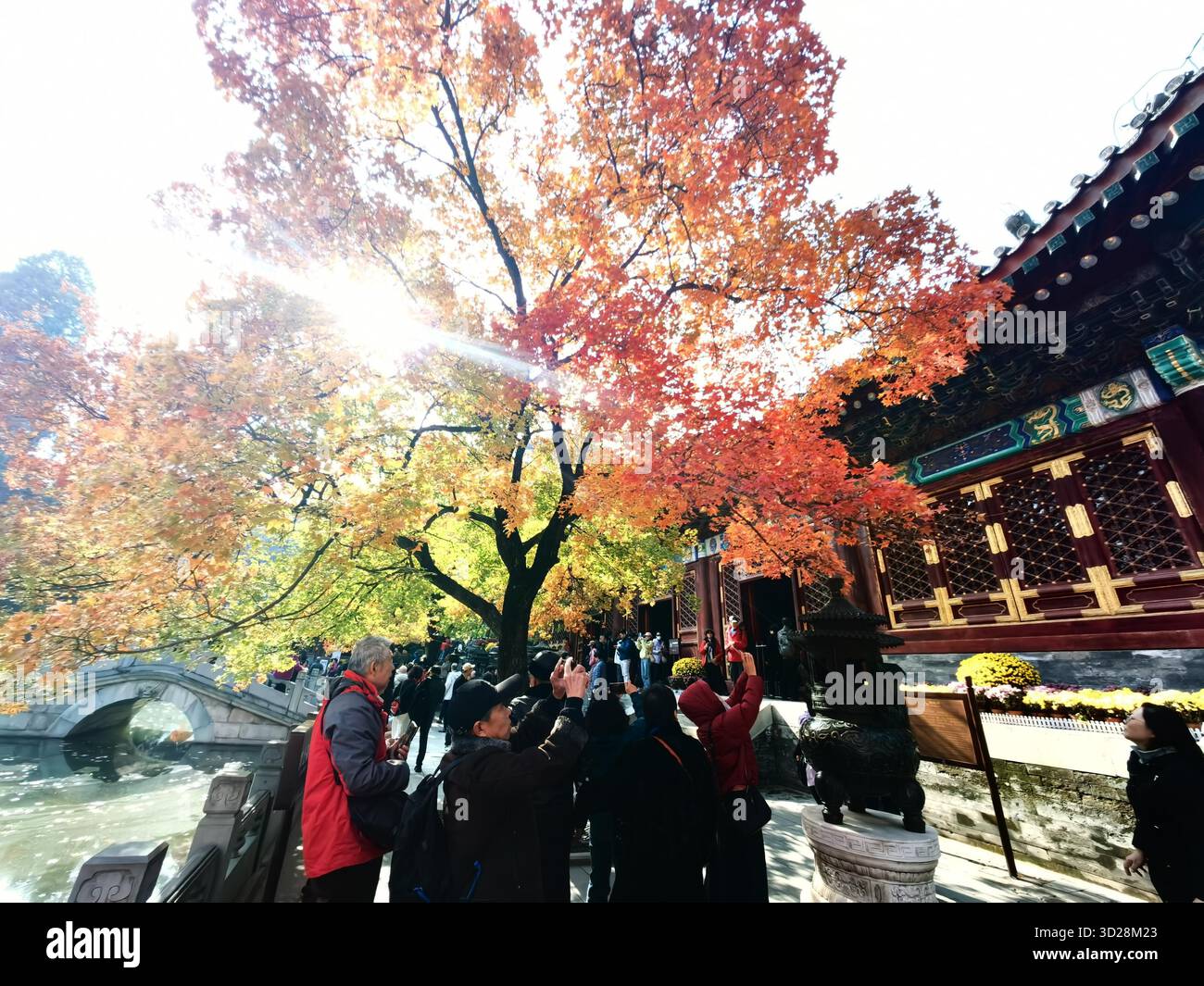Maple leaves turn red at Xiangshan Park in Beijing, China, 28 October ...