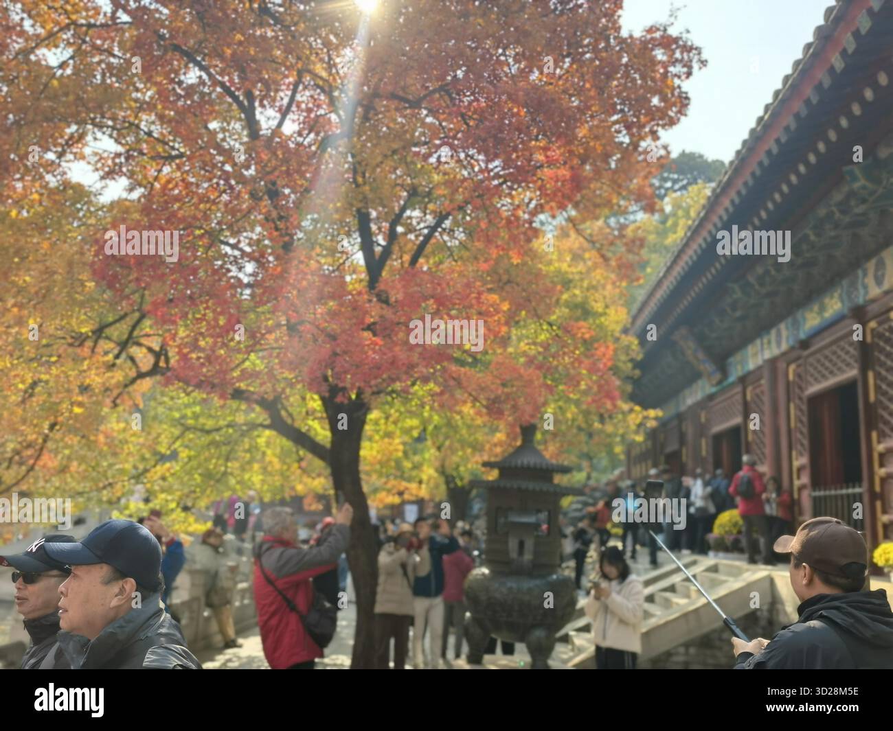 Maple leaves turn red at Xiangshan Park in Beijing, China, 28 October ...