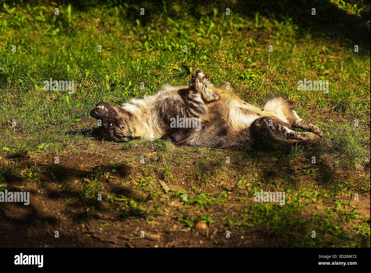 Strandwolf brown hyena (Parahyaena brunnea), also called strandwolf she's rolling ...