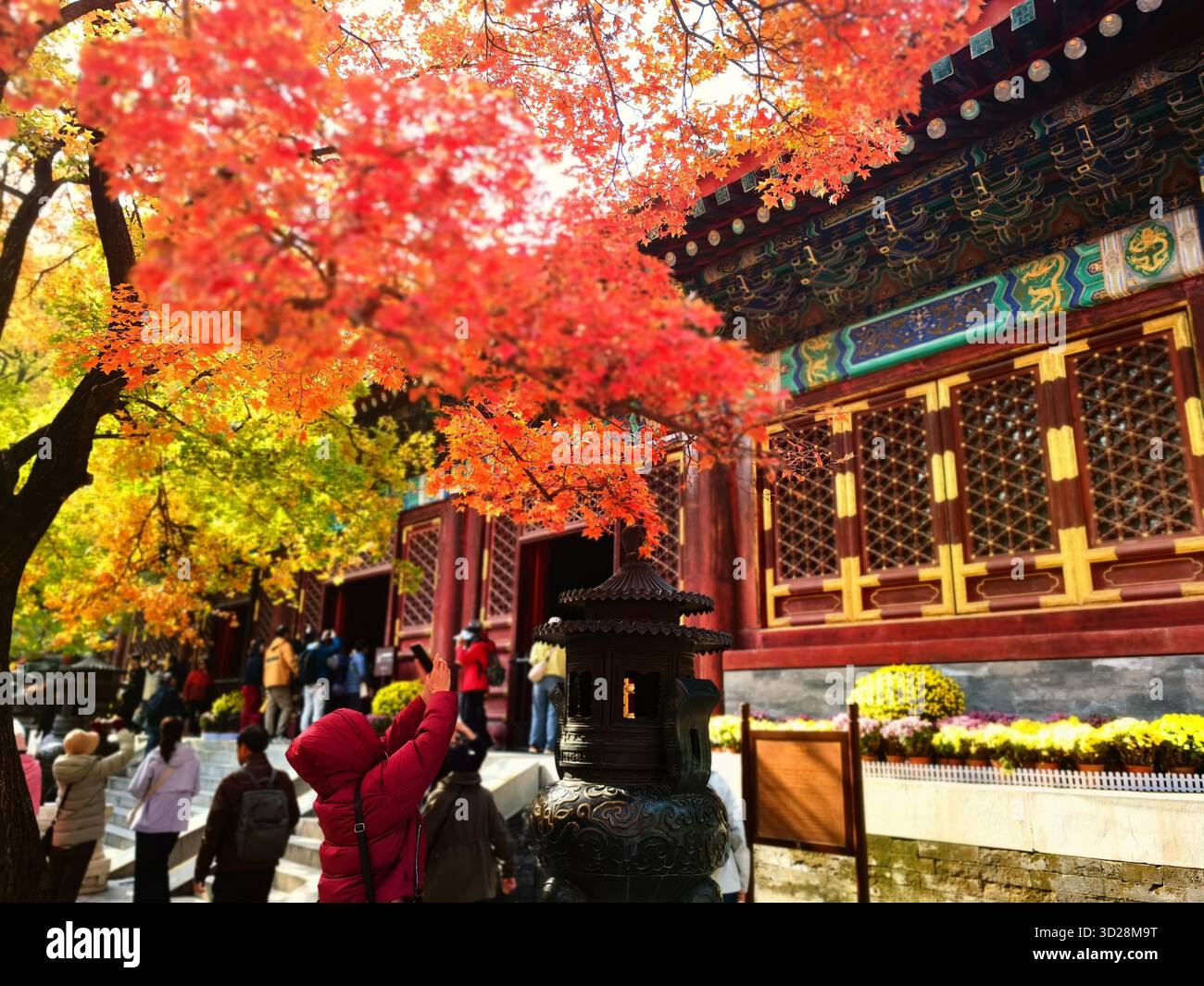 Maple leaves turn red at Xiangshan Park in Beijing, China, 28 October ...