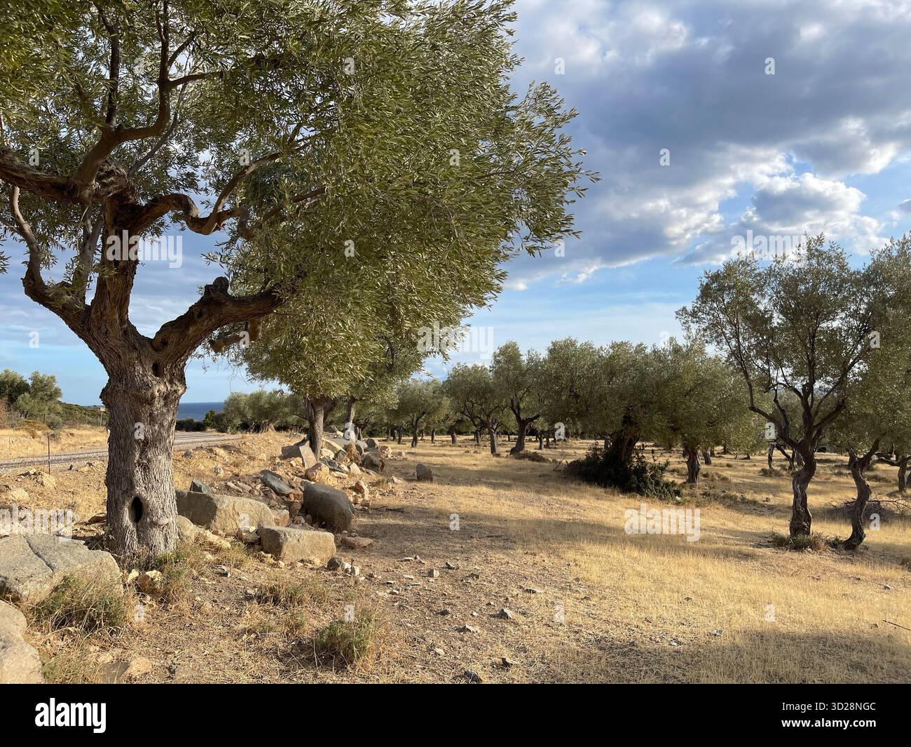 Olive grove near the road on a sunny autumn day, Komotini, Thrace, Rhodope, Greece. - Smartphone Captured Stock Image