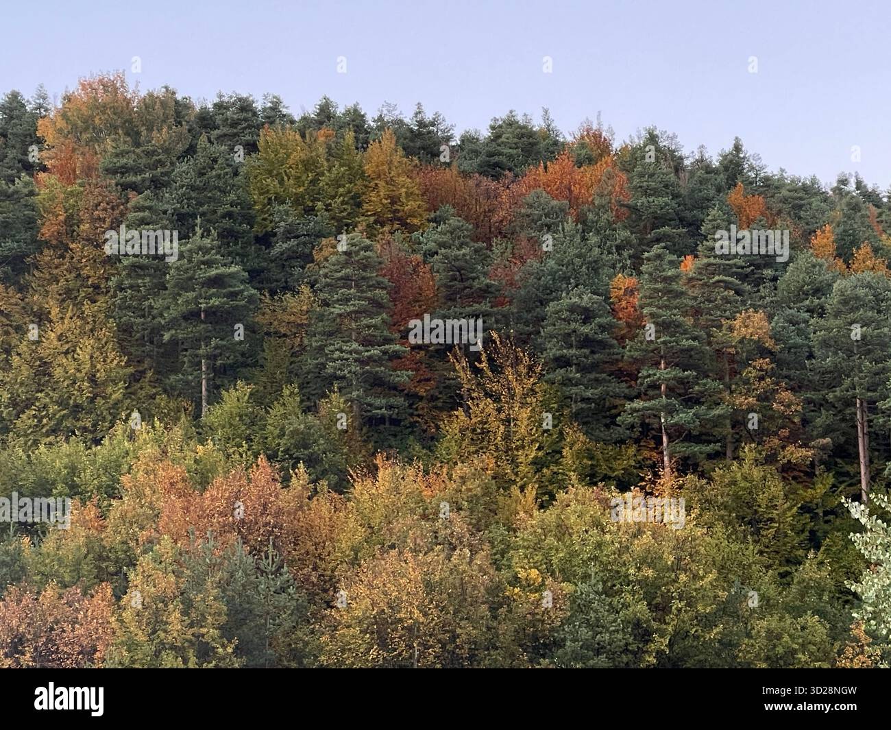 Autumn forest with mixed coniferous and deciduous trees, colorful foliage and distant landscape view. - Smartphone Captured Stock Image