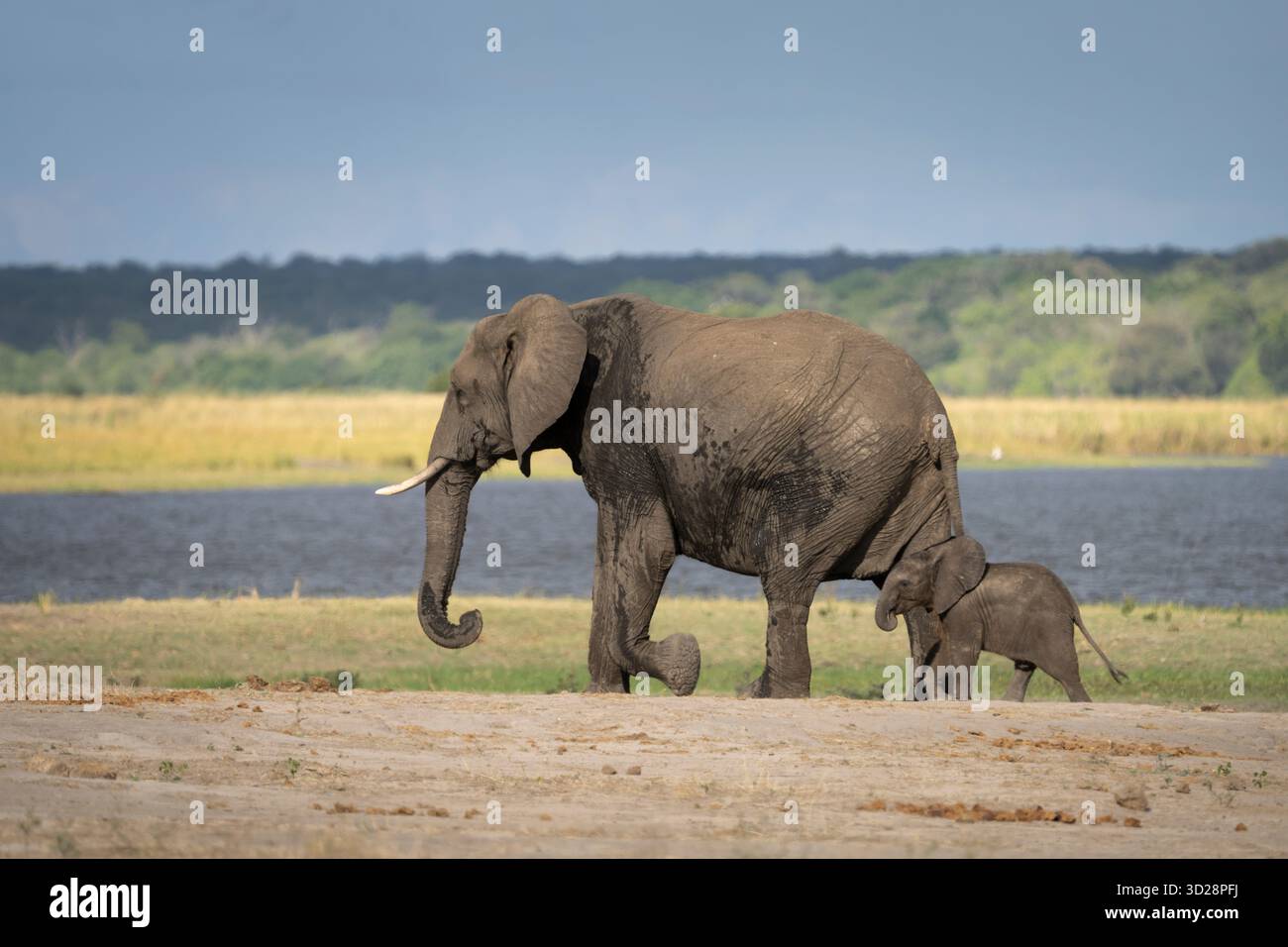 Elephant cow with her baby calf (Loxodonta africana). Side view, full length of both animals. Chobe National Park, Botswana, Africa Stock Photo