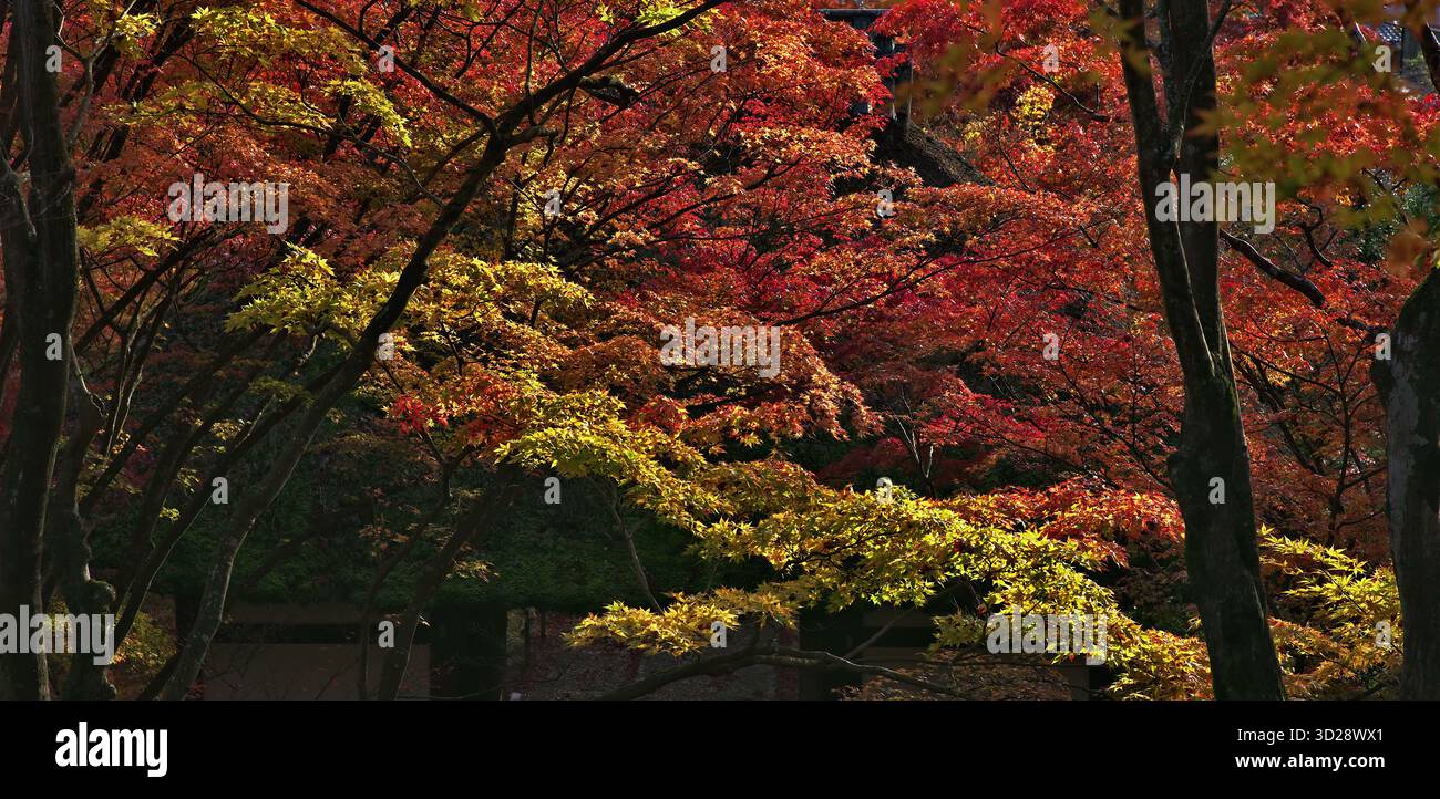 Vibrant autumn foliage transforms hi-res stock photography and images ...