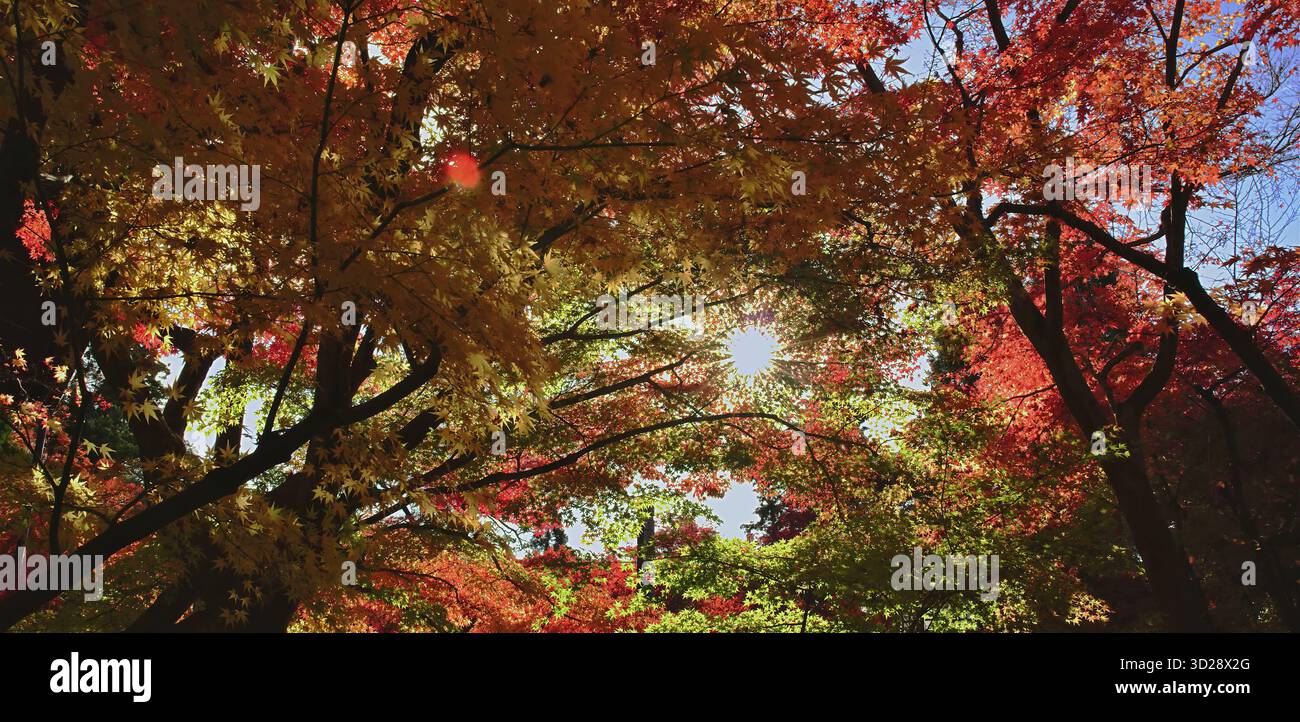 Bright sun bursts through moving autumn canopy Stock Photo