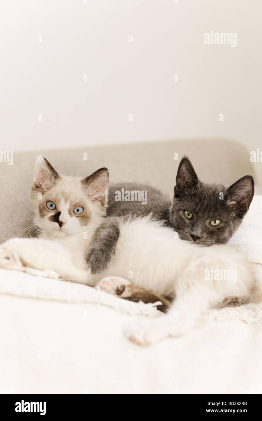 Two cuddling kittens resting together on  neutral sofa Stock Photo