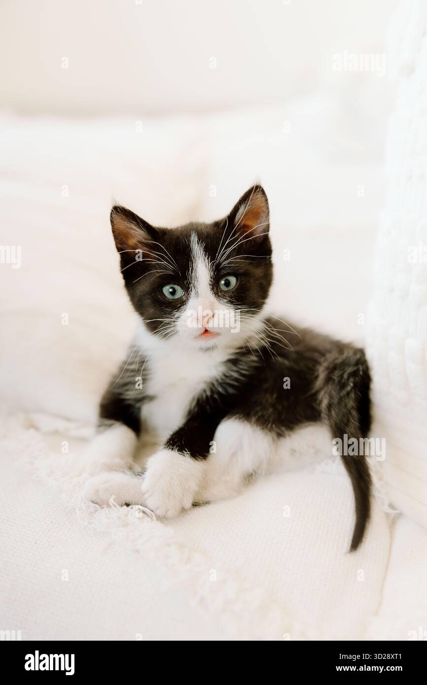 Black and white kitten lounging on soft white blanket Stock Photo