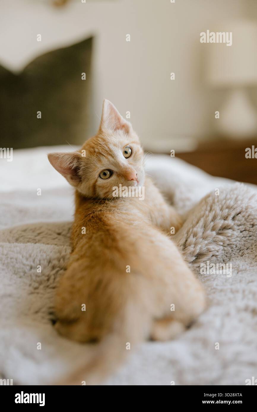 Ginger kitten lying on soft gray blanket, looking back Stock Photo