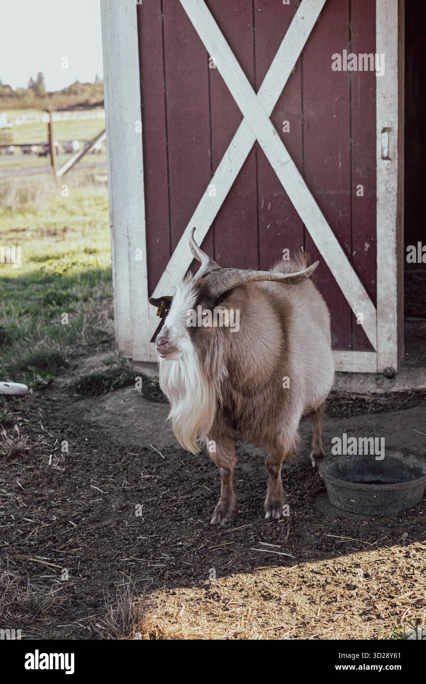A goat with a long beard and horns standing by a red barn in a field Stock Photo