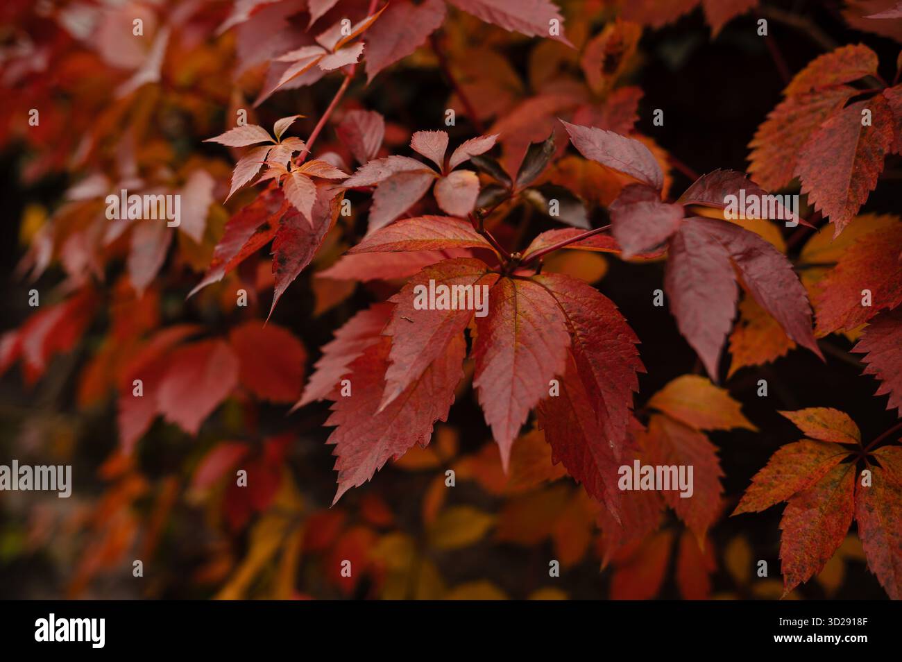 Vibrant red veins hi-res stock photography and images - Alamy