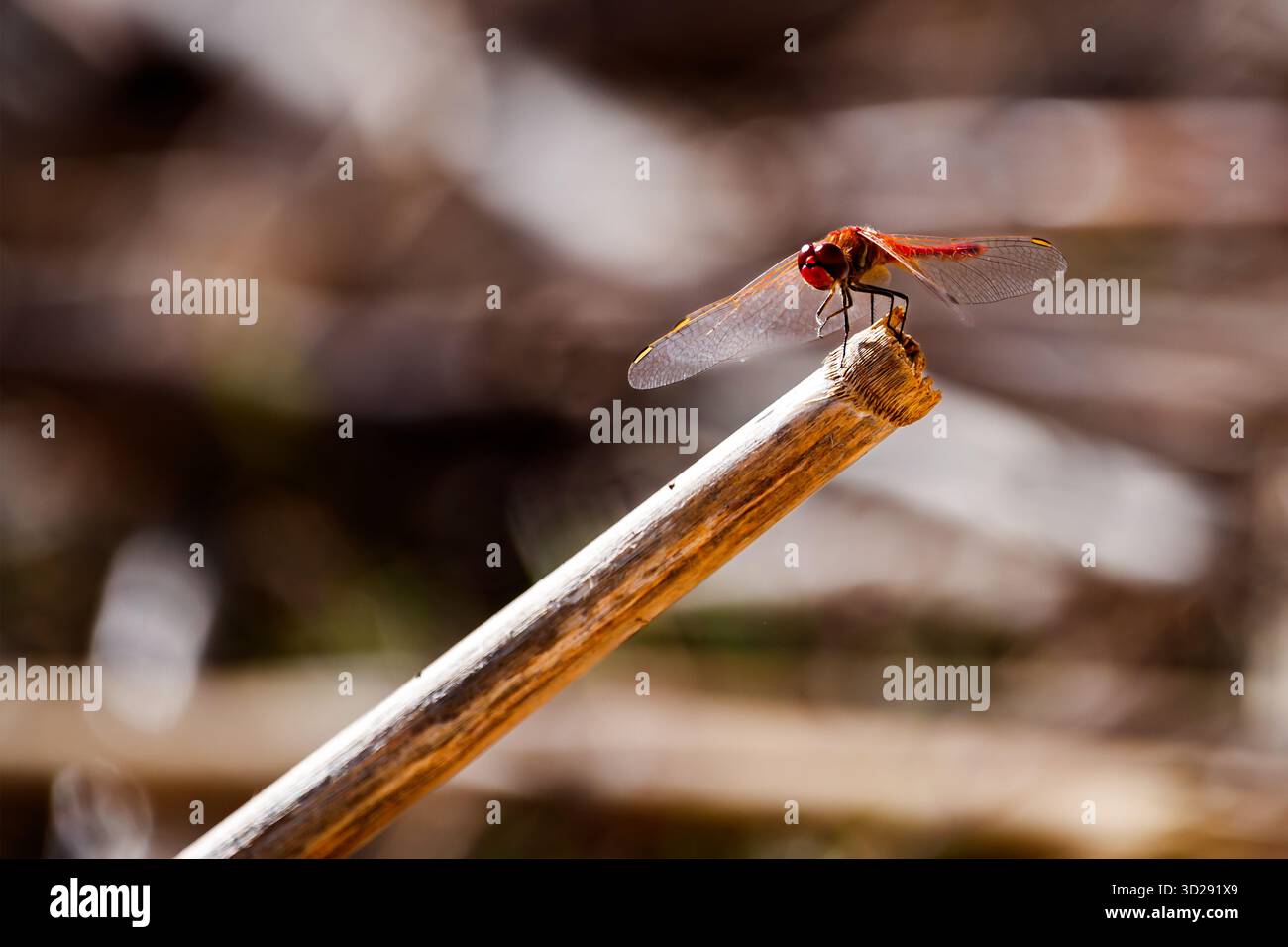 Fiery Red Dragonfly on a Reedy Perch Stock Photo