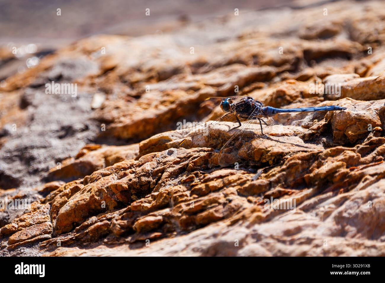 Blue Dasher Dragonfly on Sun-Drenched Rock Stock Photo
