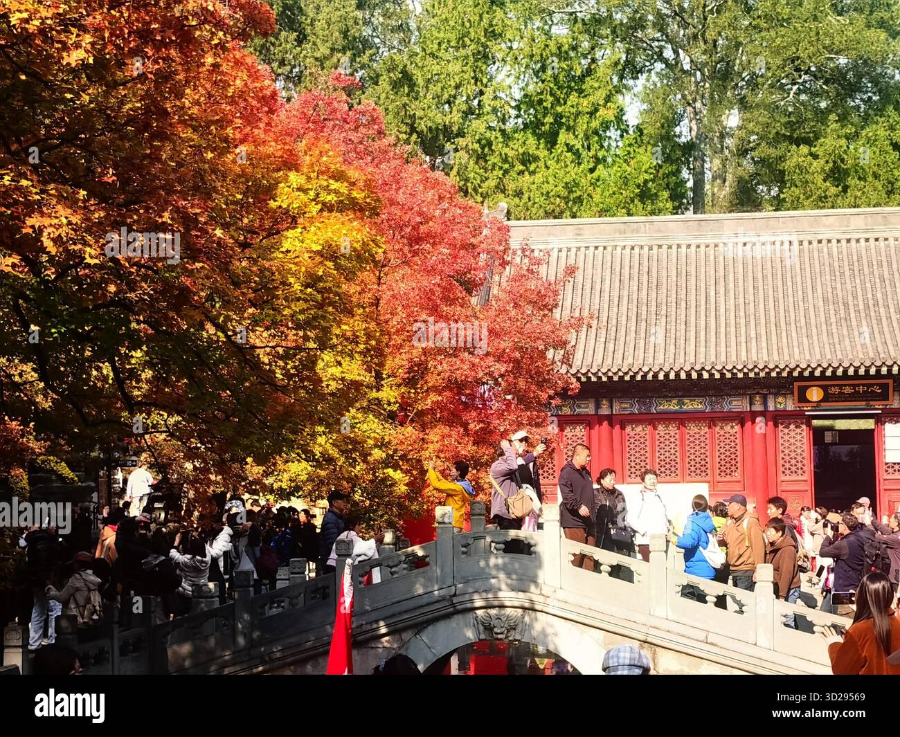 Maple leaves turn red at Xiangshan Park in Beijing, China, 28 October ...