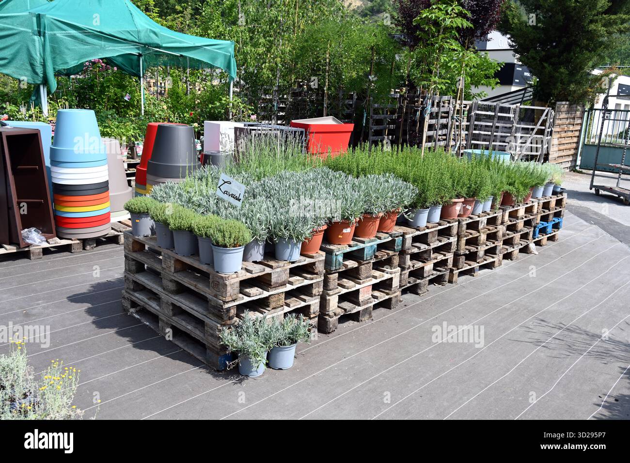 Potted Plants, including Lavender on Display oo Wooden Pallets in Garden Centre or Plant Nursery Stock Photo
