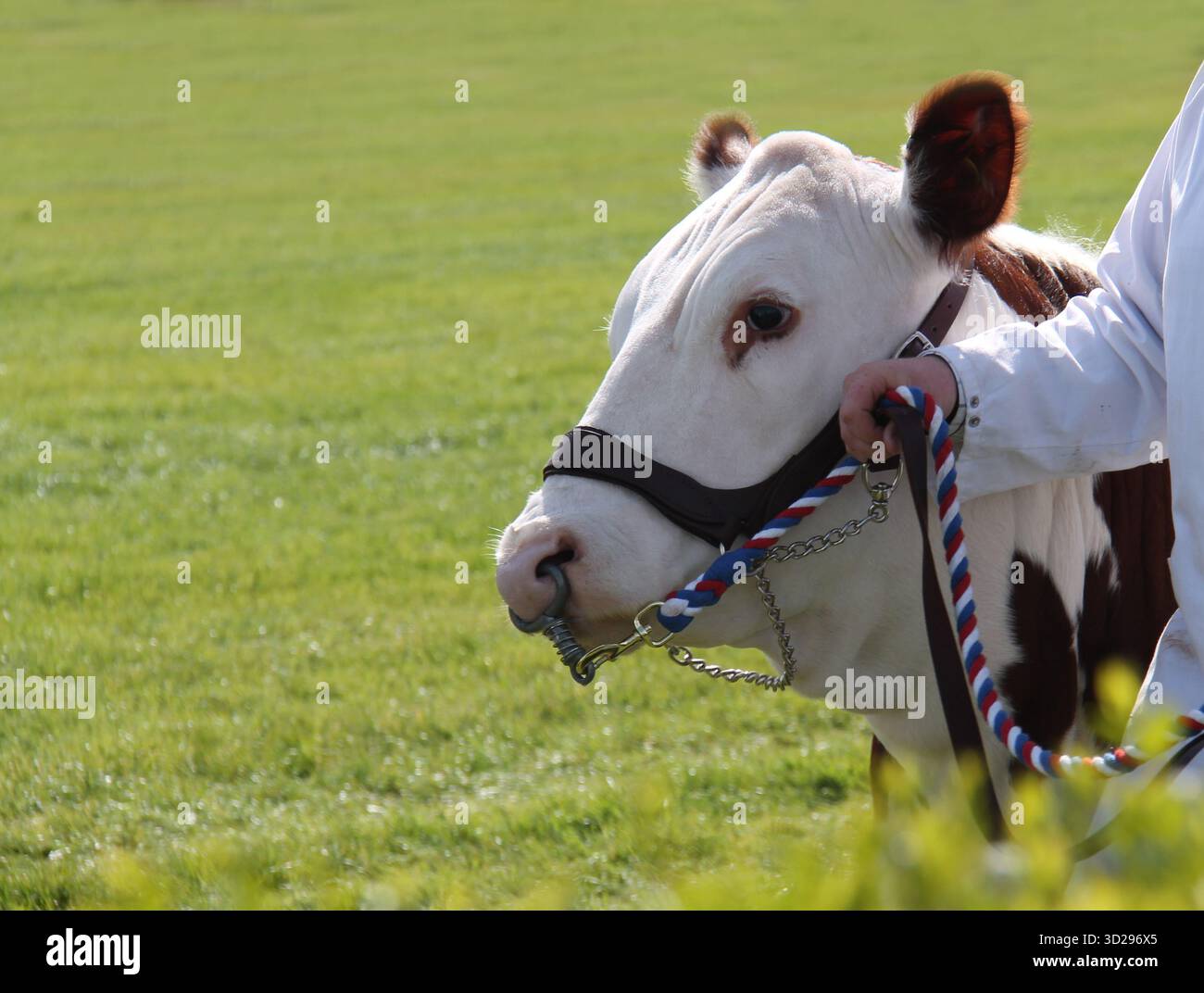 The Head of a Large Hereford Bull Farm Animal Stock Photo - Alamy