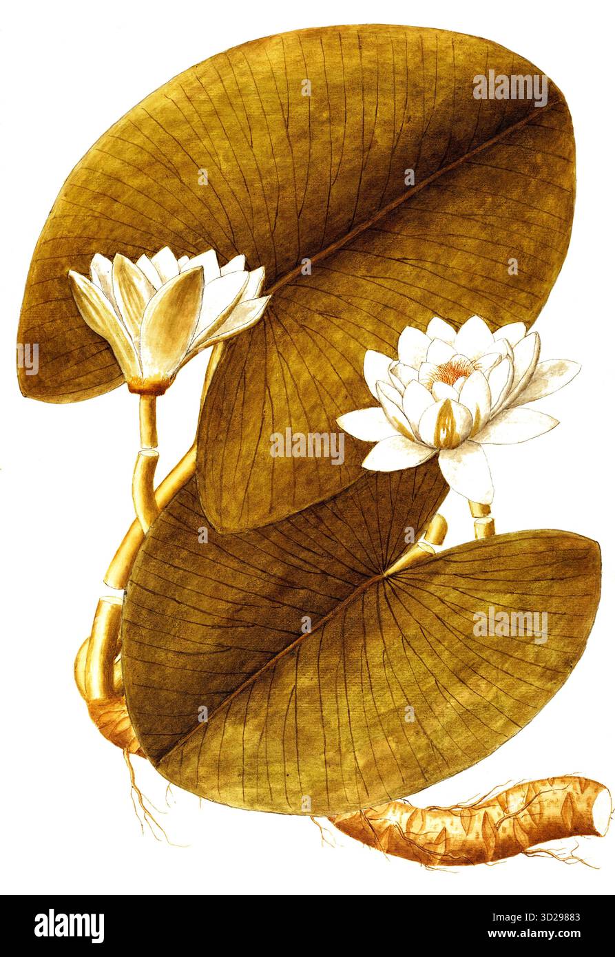 Nymphaea alba botanical illustration hi-res stock photography and