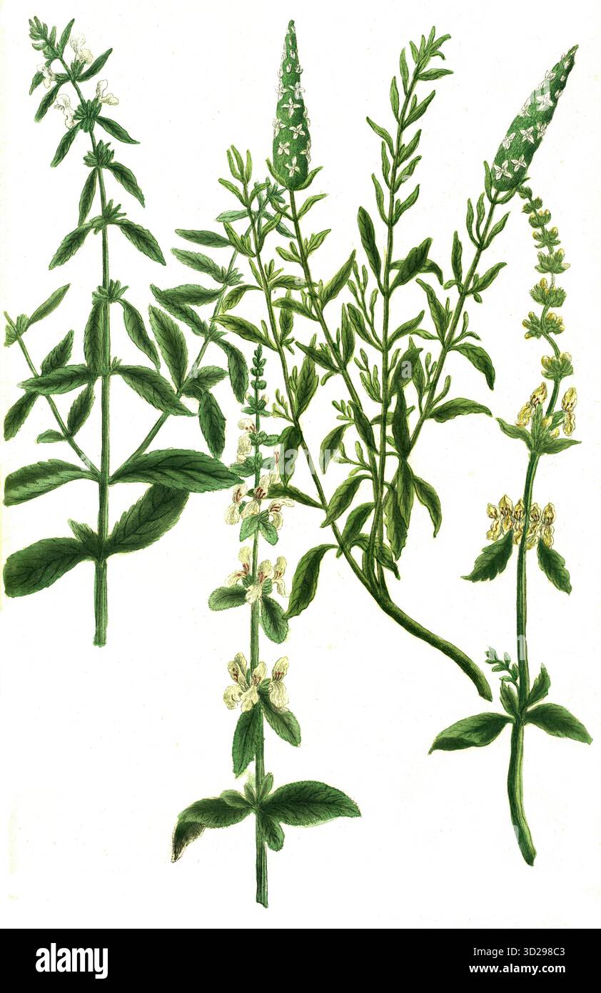 Sideritis plant hi-res stock photography and images - Alamy