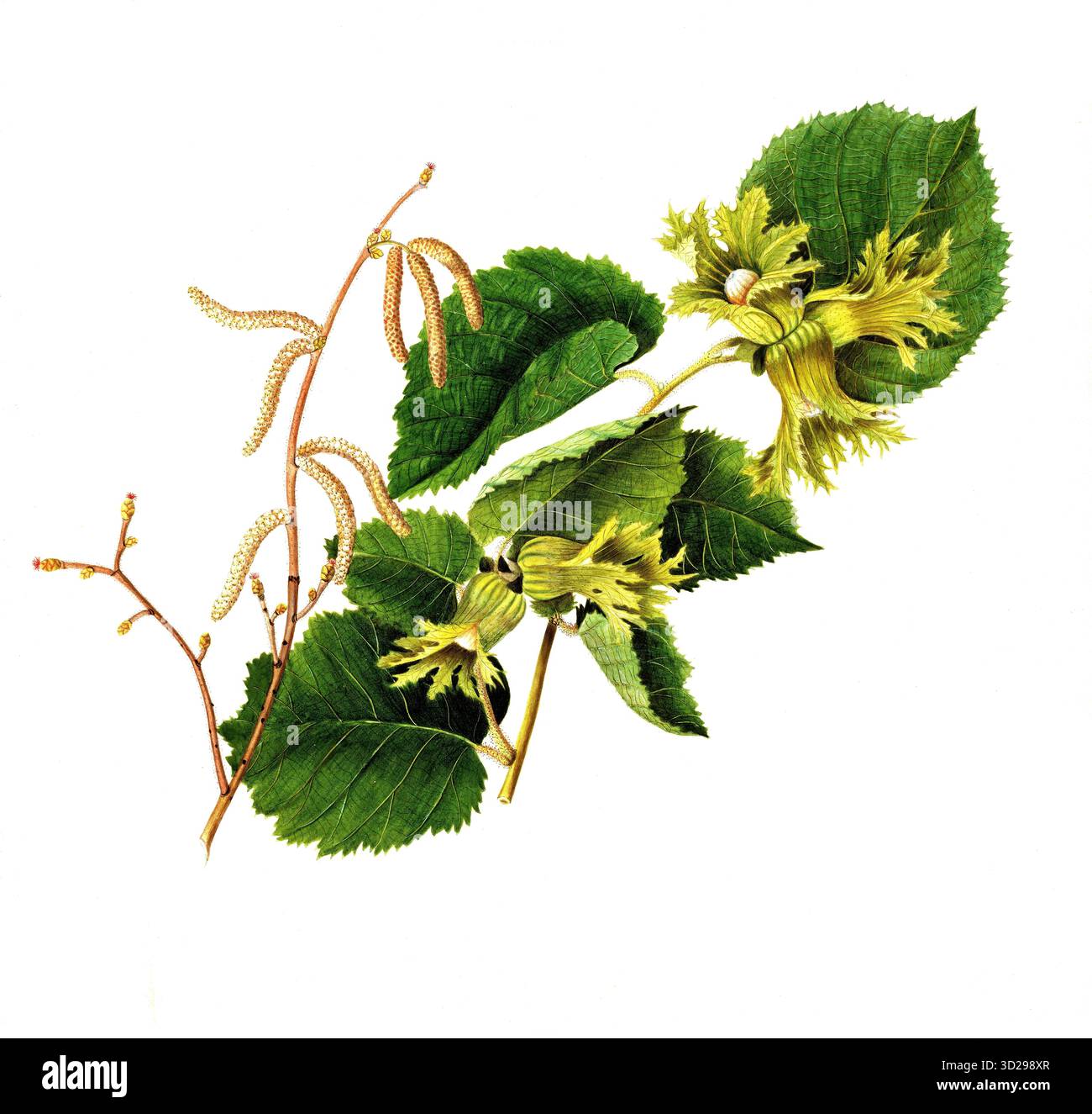 Amerikanische Hasel oder Amerikanische Haselnuss, American hazelnut, Corylus americana Marsh, Betulaceae , Illustration von Angela Rossi Bottione, wat Stock Photo