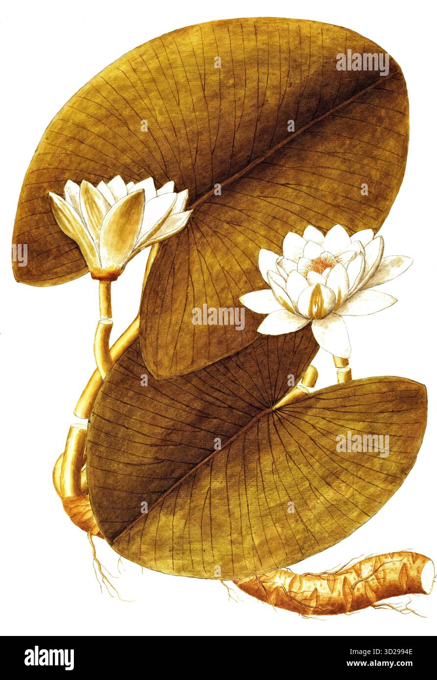 Nymphaea alba botanical illustration hi-res stock photography and