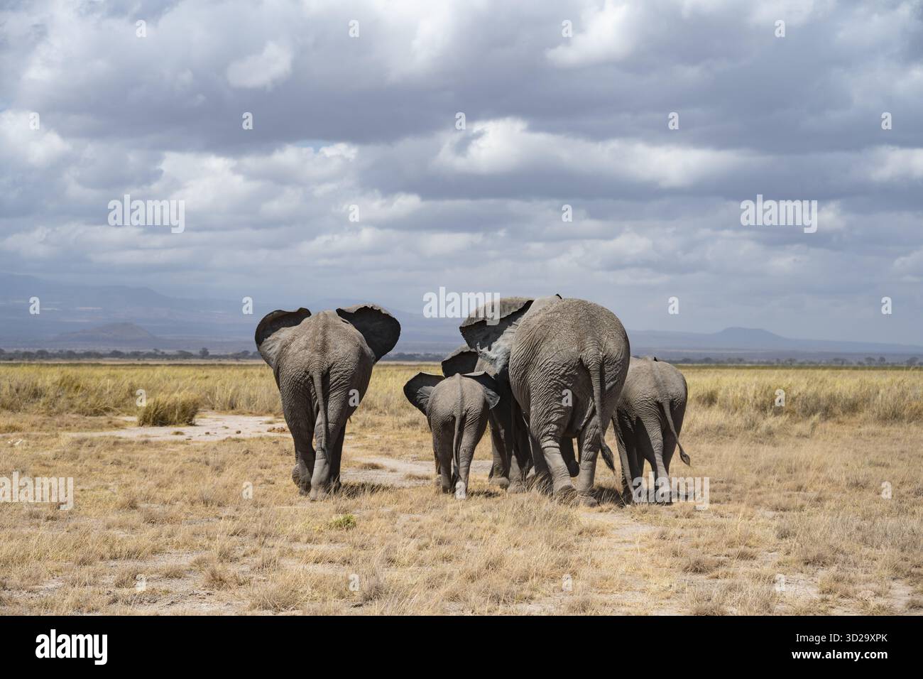 African elephants (Loxodonta africana), herd in dry savanna seen from ...