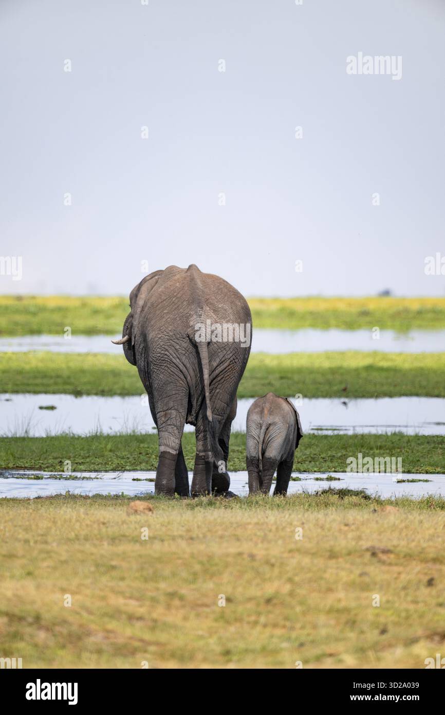 African elephant (Loxodonta africana), mother and young animal from ...