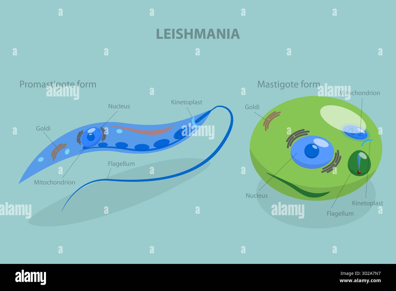 3D Isometric Flat Conceptual Illustration of Structure of Leishmania ...