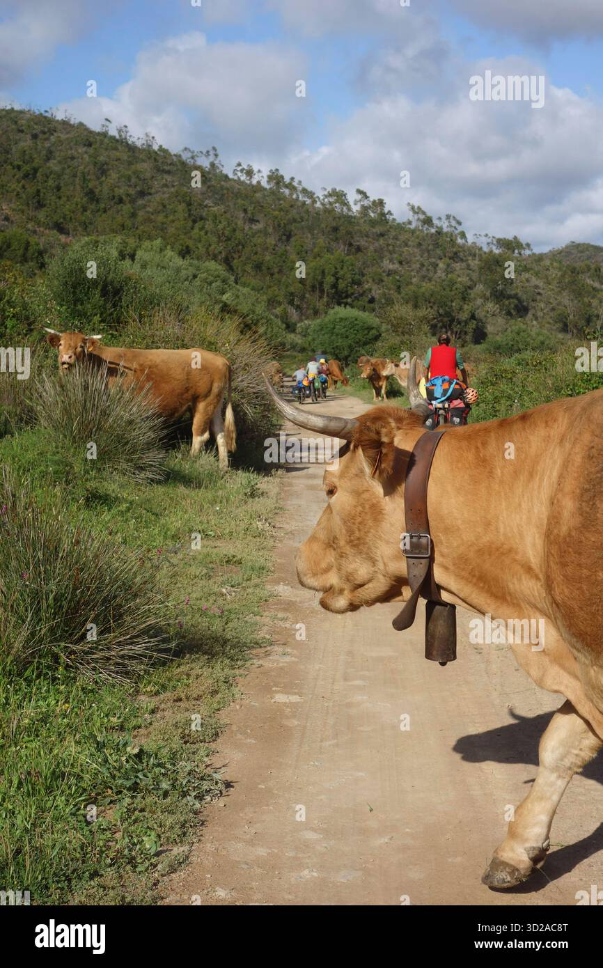 The cow is an animal, a ruminant, a domestic animal The cow is an ...