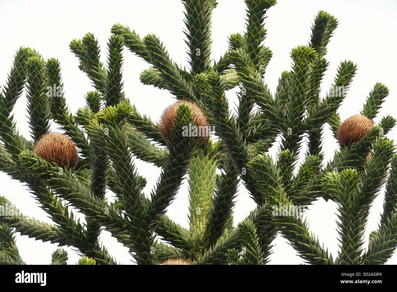 Monkey Puzzle tree or pewen (Araucaria araucana) - an evergreen with ...
