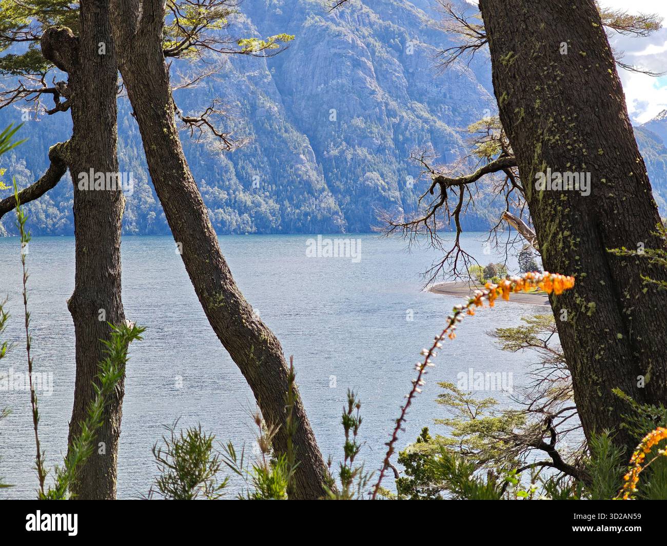 Body of tree hi-res stock photography and images - Alamy