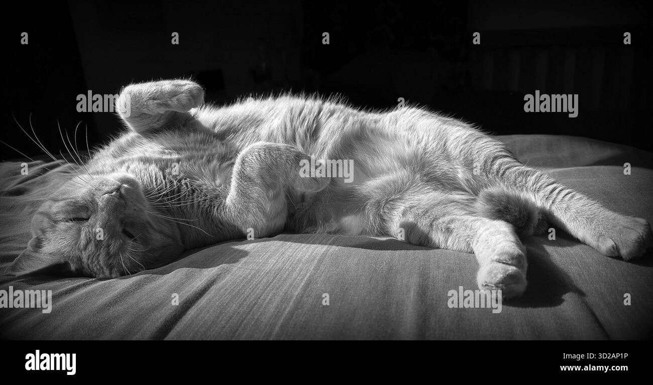 "cat on bed" "katze räckelt sich auf Bett" Stock Photo