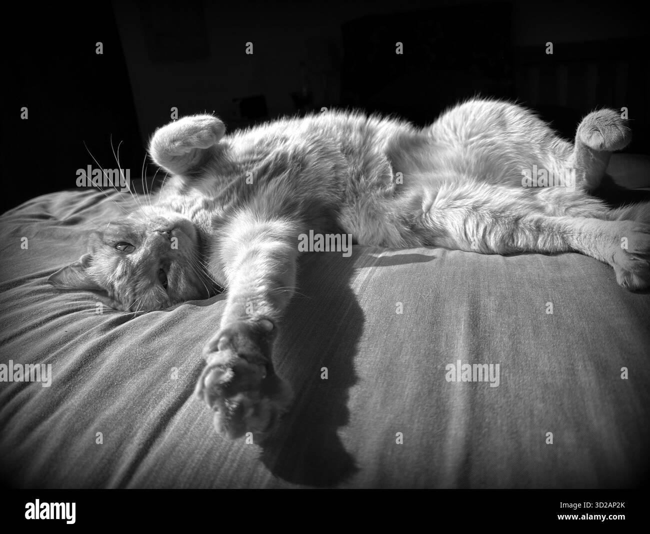 "cat on bed" "katze räckelt sich auf Bett" Stock Photo