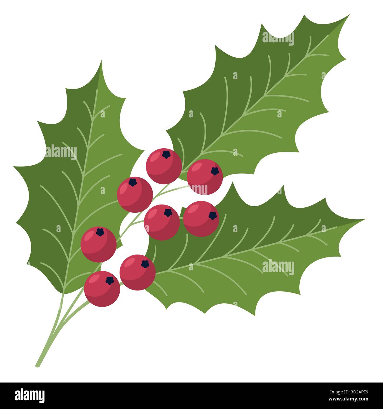 Christmas holly branch illustration Stock Vector Images - Alamy