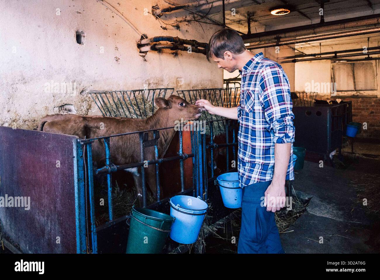 Side view of farm worker taking care of calf standing behind gate ...