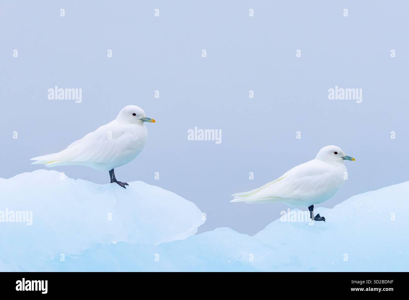 Two ivory gulls (Pagophila eburnea / Larus eburneus) resting on ice floe along the coast of Svalbard / Spitsbergen, Norway Stock Photo