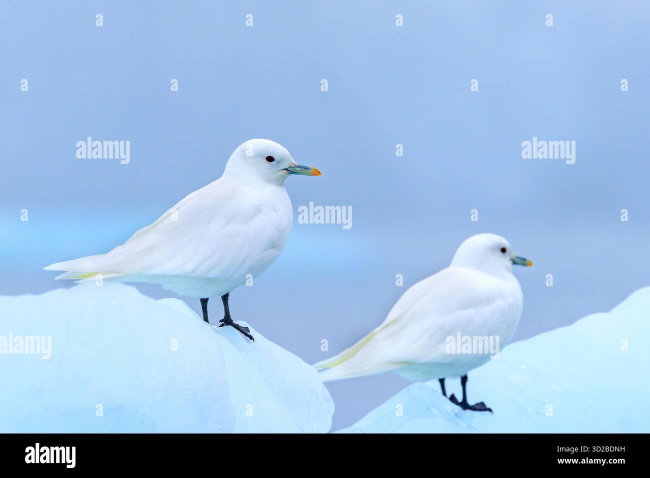 Two ivory gulls (Pagophila eburnea / Larus eburneus) resting on ice floe along the coast of Svalbard / Spitsbergen, Norway Stock Photo