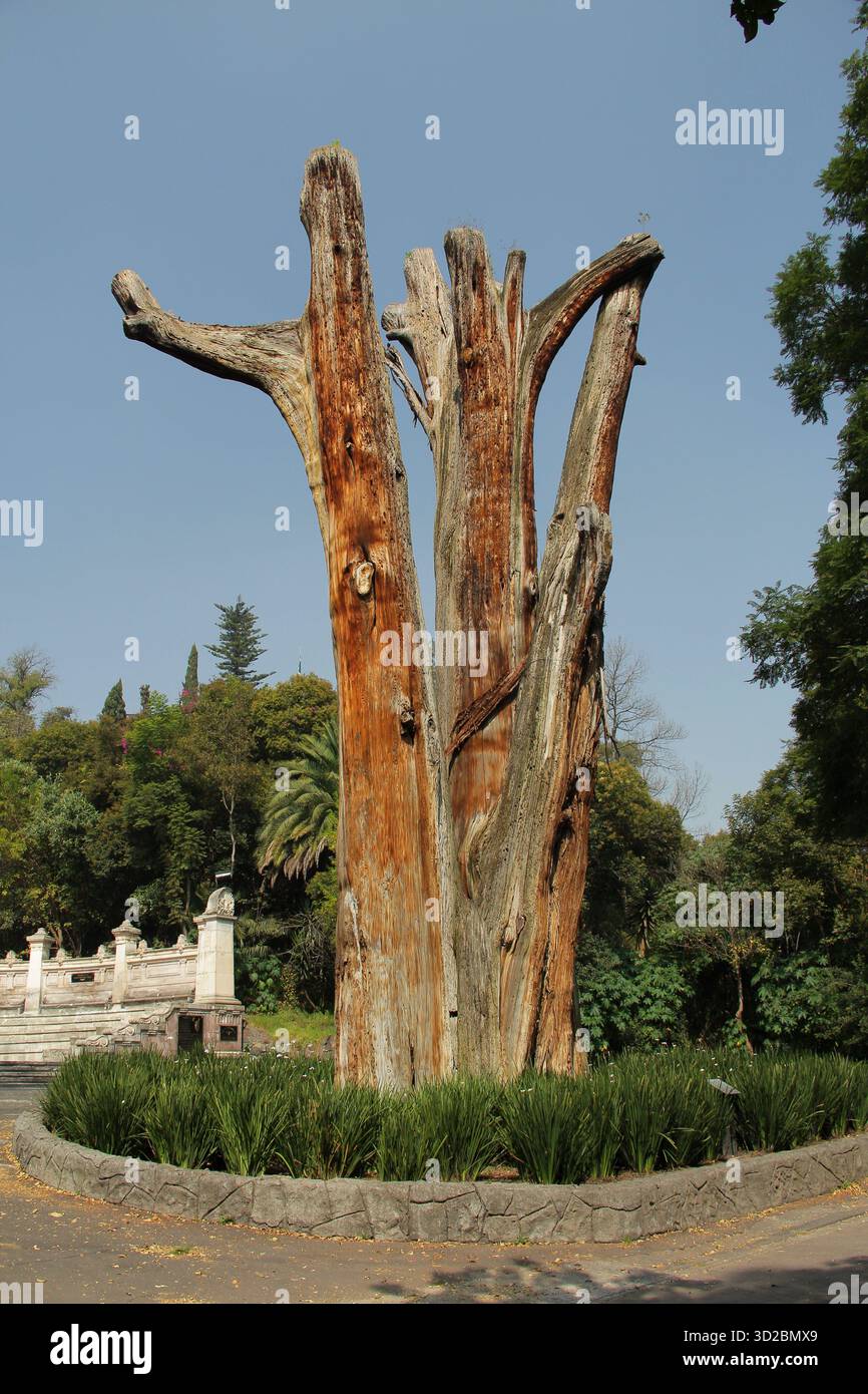 Ahuehute Tree Dead ahuehuete hi-res stock photography and images - Alamy