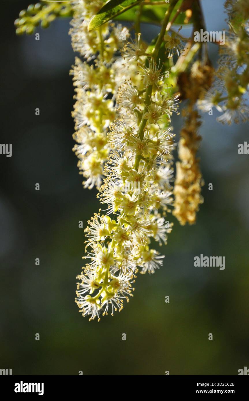Beautiful clusters white flowers hi-res stock photography and images ...