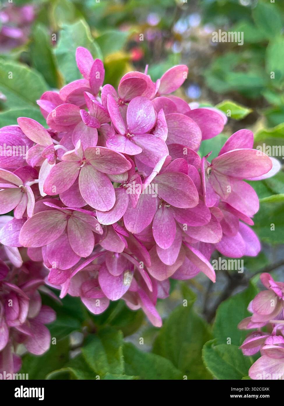 A bouquet of roses and hydrangeas in pink and purple tones - Smartphone Captured Stock Image