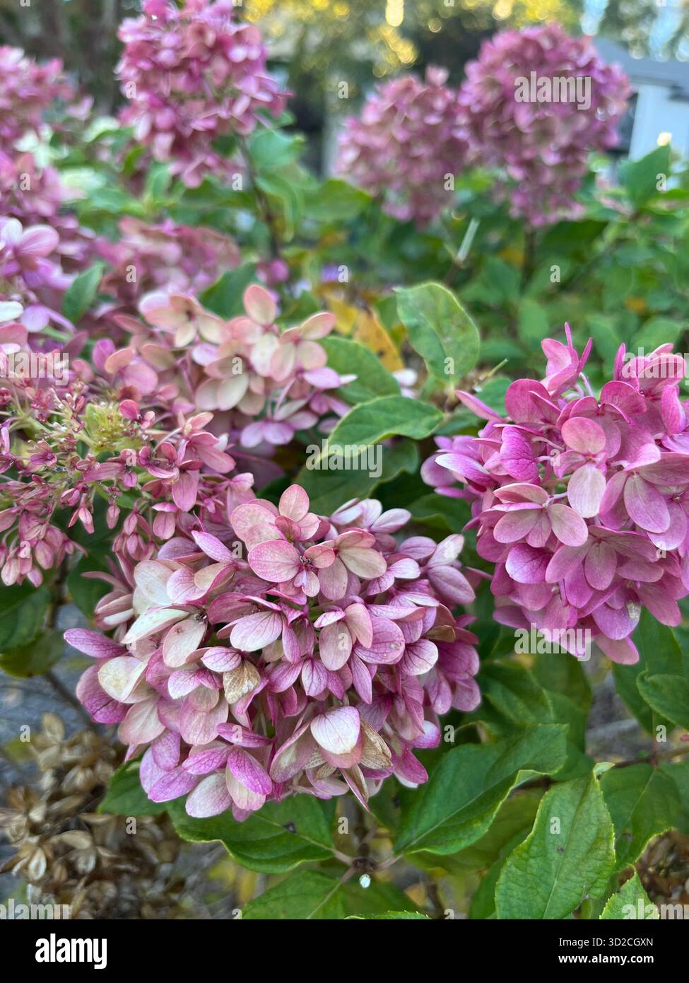 A bouquet of roses and hydrangeas in pink and purple tones - Smartphone Captured Stock Image