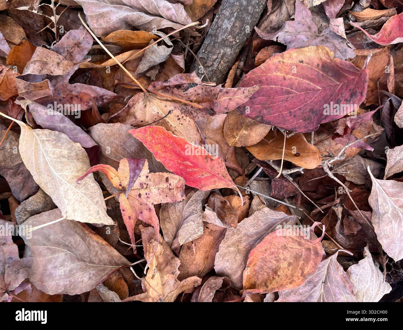 Autumn park with sunlight through colorful leaves - Smartphone Captured Stock Image