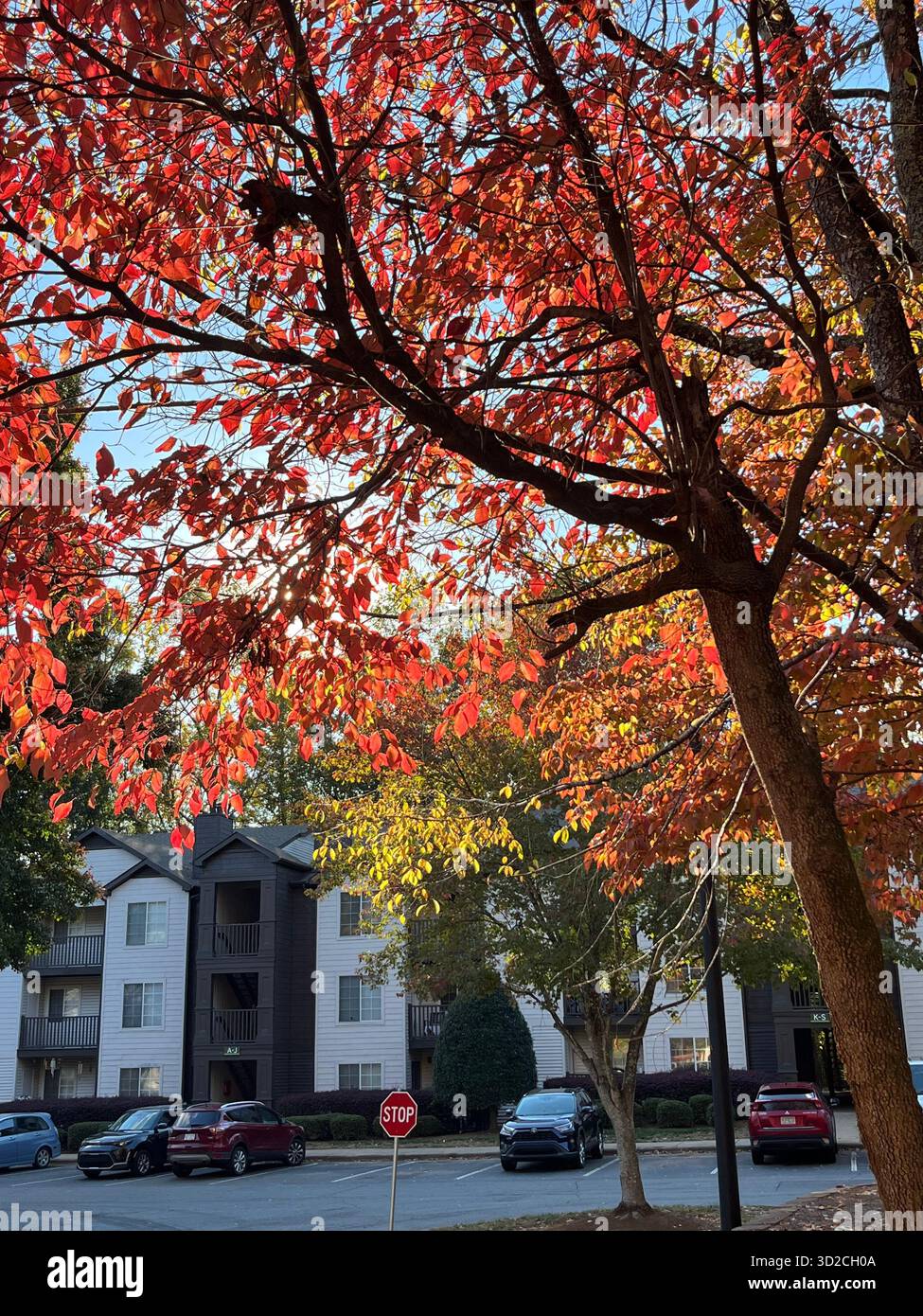 Autumn park with sunlight through colorful leaves - Smartphone Captured Stock Image