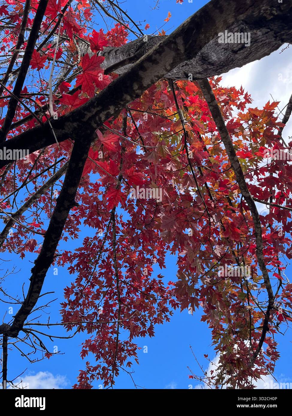 Autumn park with sunlight through colorful leaves - Smartphone Captured Stock Image