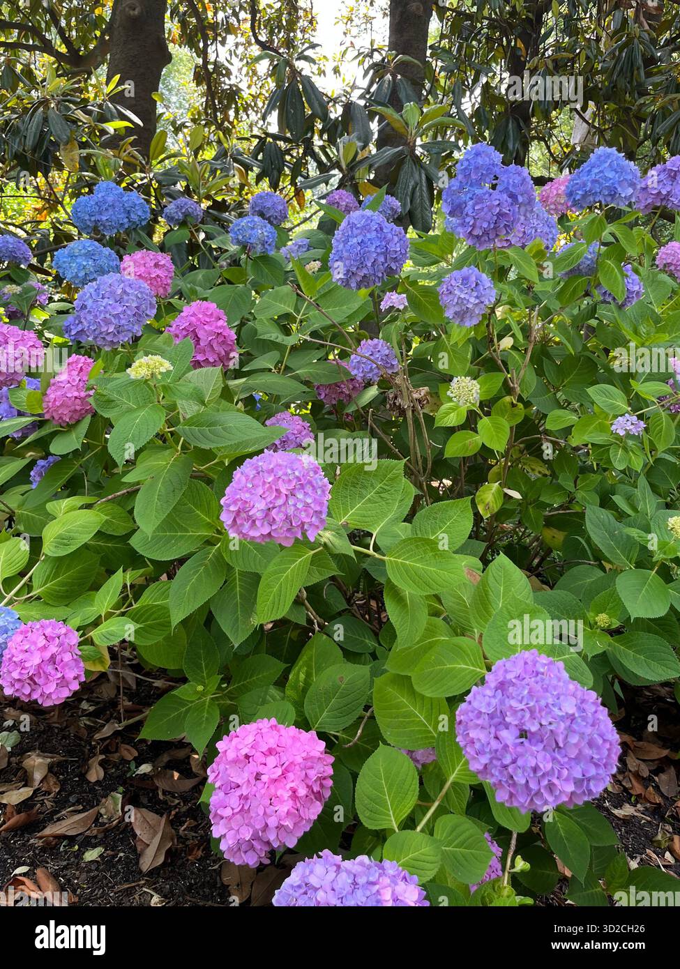 A bouquet of roses and hydrangeas in pink and purple tones - Smartphone Captured Stock Image