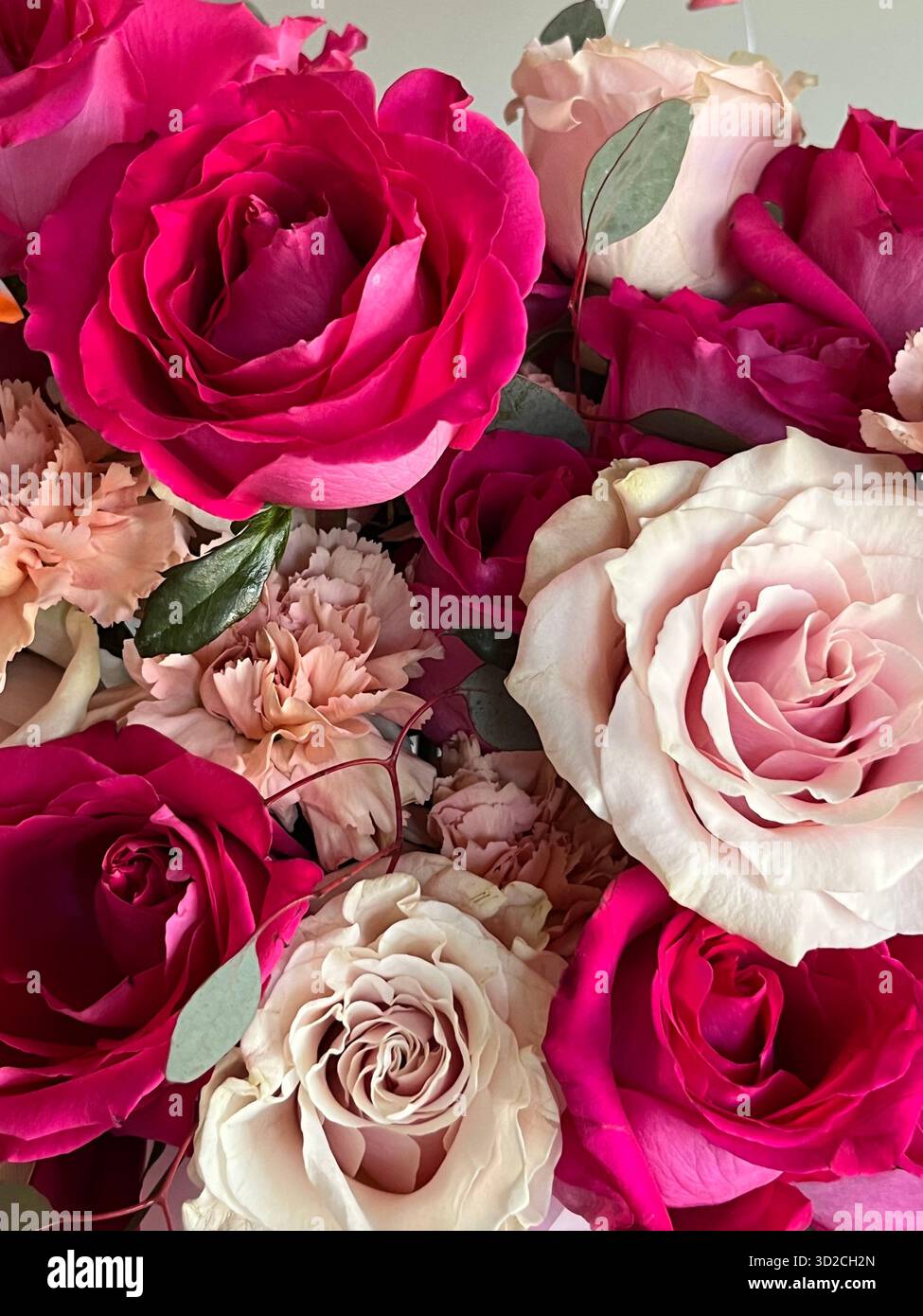 A bouquet of roses and hydrangeas in pink and purple tones - Smartphone Captured Stock Image