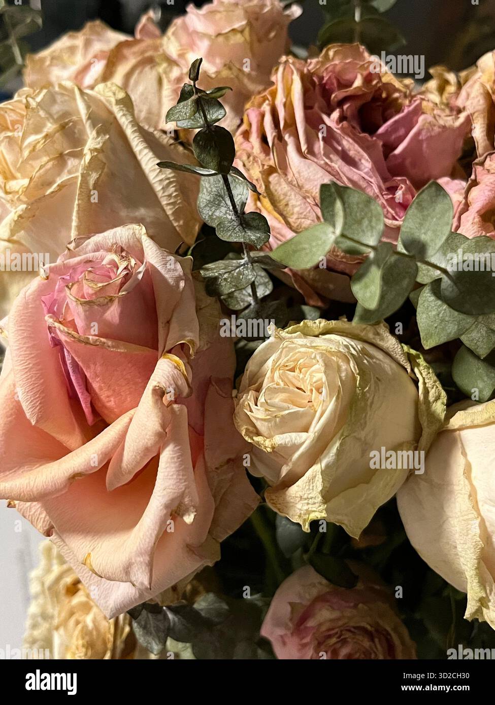 A bouquet of roses and hydrangeas in pink and purple tones - Smartphone Captured Stock Image