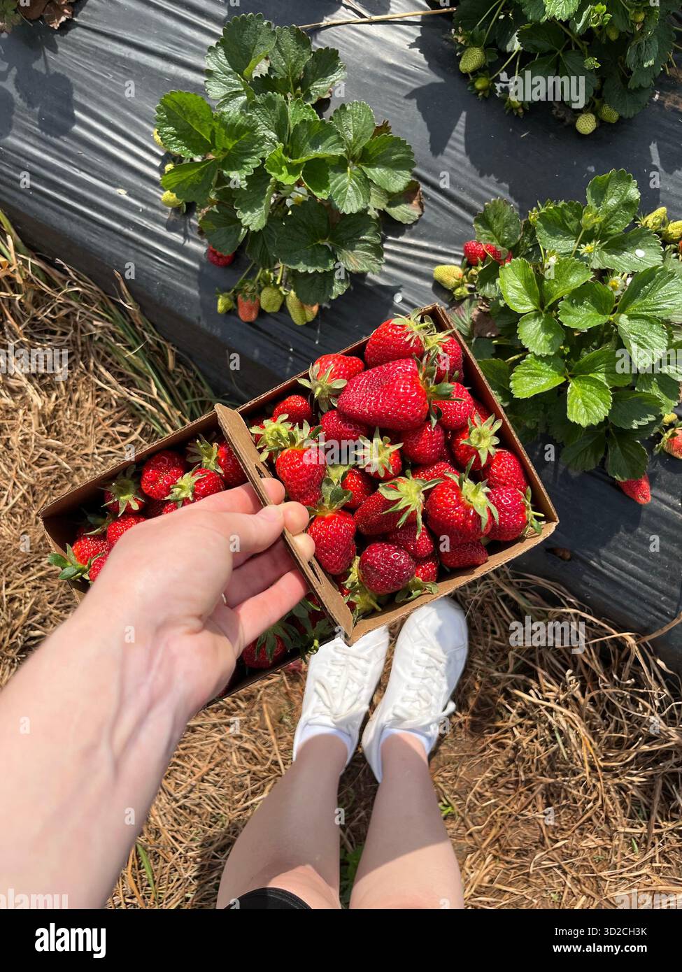 A basket of strawberries among the bushes on a farm - Smartphone Captured Stock Image
