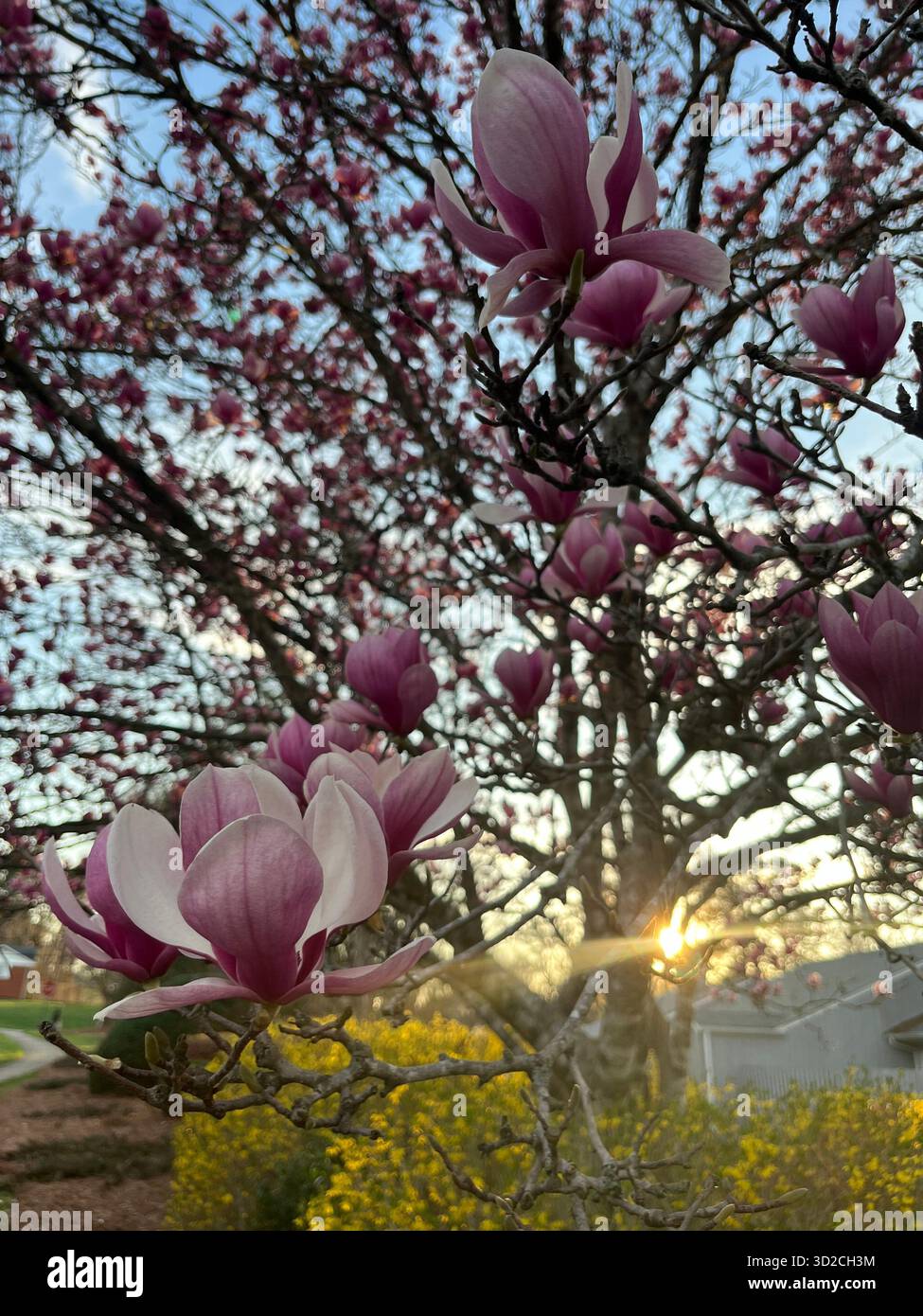 Pink magnolias at sunset with rays of sun - Smartphone Captured Stock Image