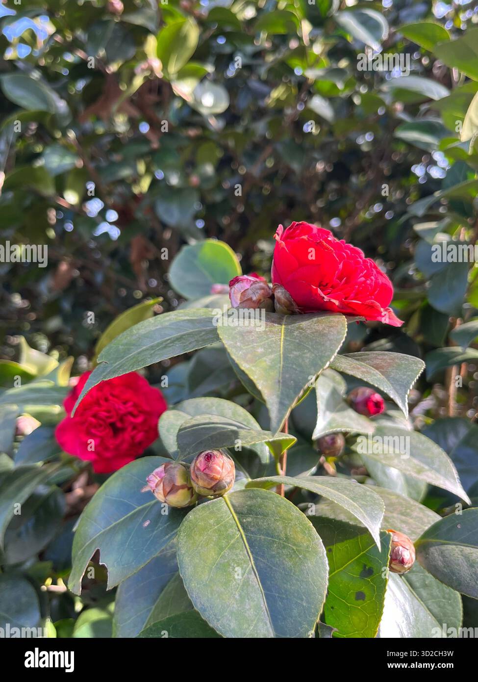 Scenic Nature Landscape Near Charlotte with Trees and Sky - Smartphone Captured Stock Image